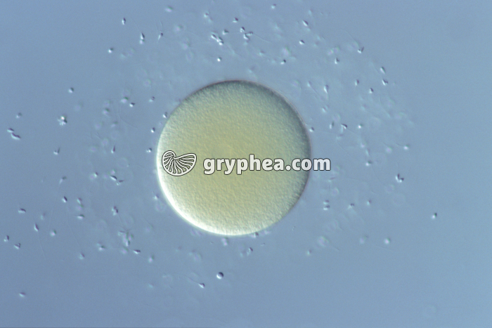 Fécondation externe chez l'Oursin (spermatozoïdes et ovule) x100 - gryphea.org